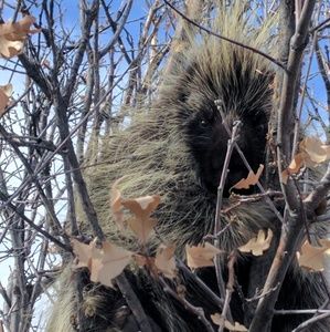 Meet your Posher, Patty